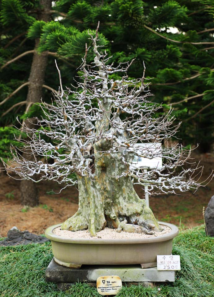 Foto, materieel, vrij, landschap, schilderstuk, bevoorraden foto,Een Koreaans bonsai, Bonsai, Tuinplant, Tuinier, Kunst