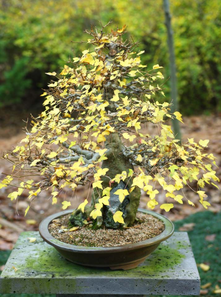 Foto, materiell, befreit, Landschaft, Bild, hat Foto auf Lager,Ein koreanischer Bonsai, Bonsai, Gartenpflanze, Gartenarbeit, Art