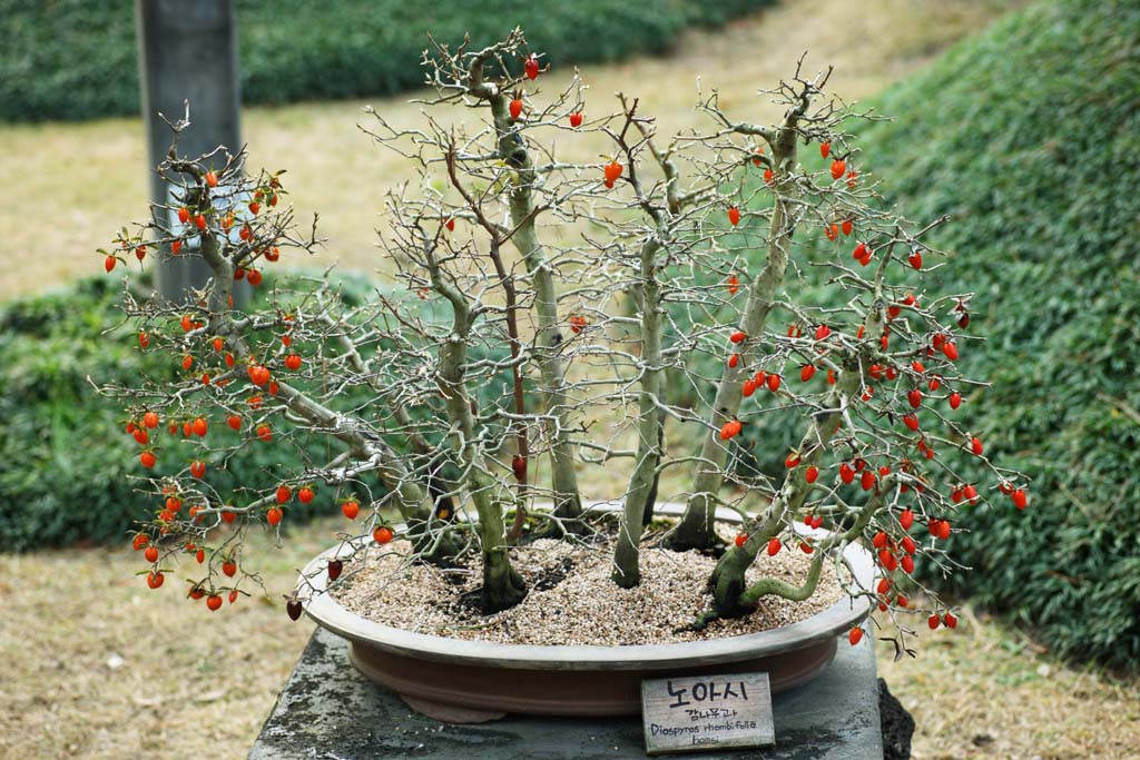 Foto, materiell, befreit, Landschaft, Bild, hat Foto auf Lager,Ein koreanischer Bonsai, Bonsai, Gartenpflanze, Gartenarbeit, Art