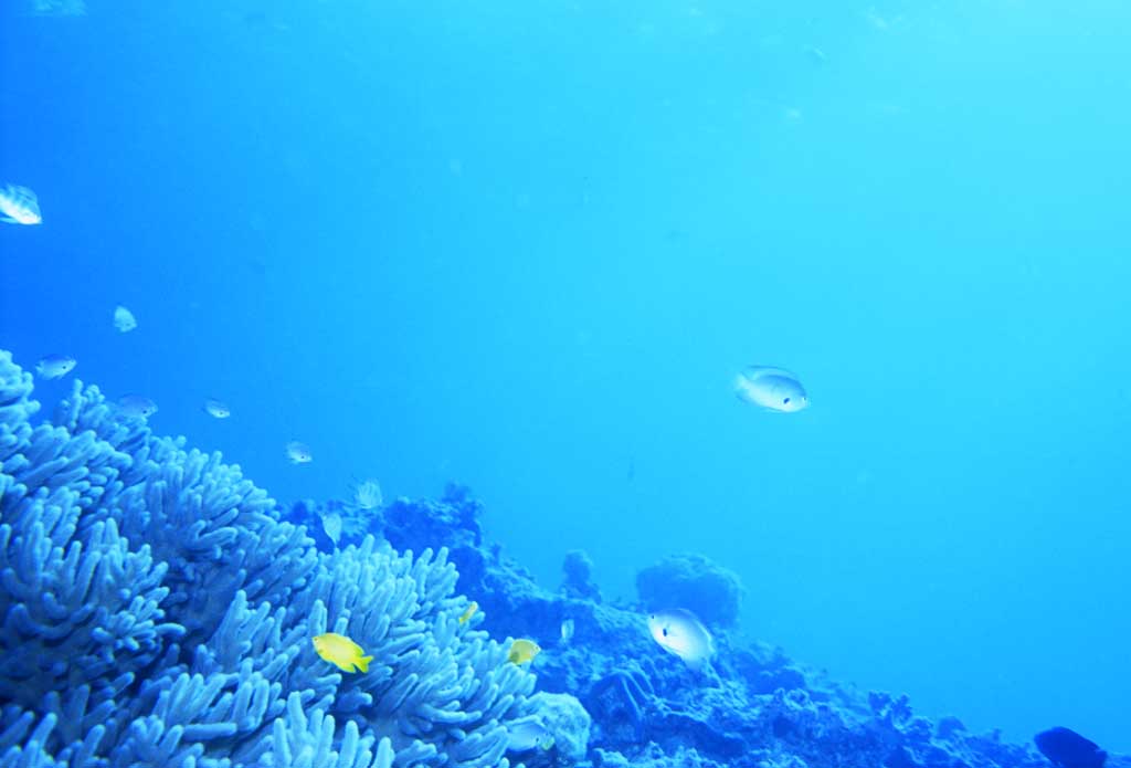Foto, materieel, vrij, landschap, schilderstuk, bevoorraden foto,Vis overheen het koraal rif, Blauw, Vis, , 