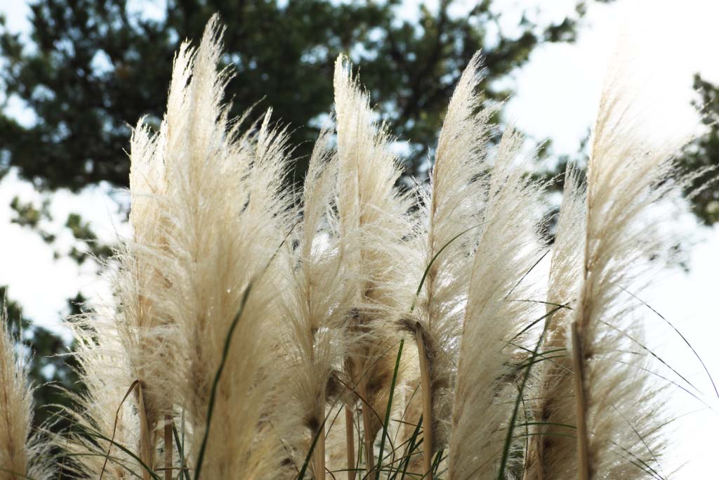 foto,tela,gratis,paisaje,fotografa,idea,Plumas de hierba de pampas, Pampas, Corea, , 