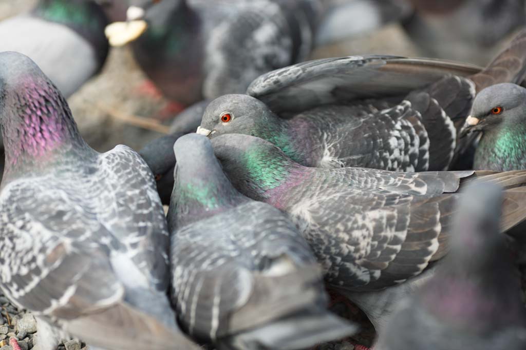 Foto, materieel, vrij, landschap, schilderstuk, bevoorraden foto,Een kudde van huiselijke duiven, Dove, , , Vleugel