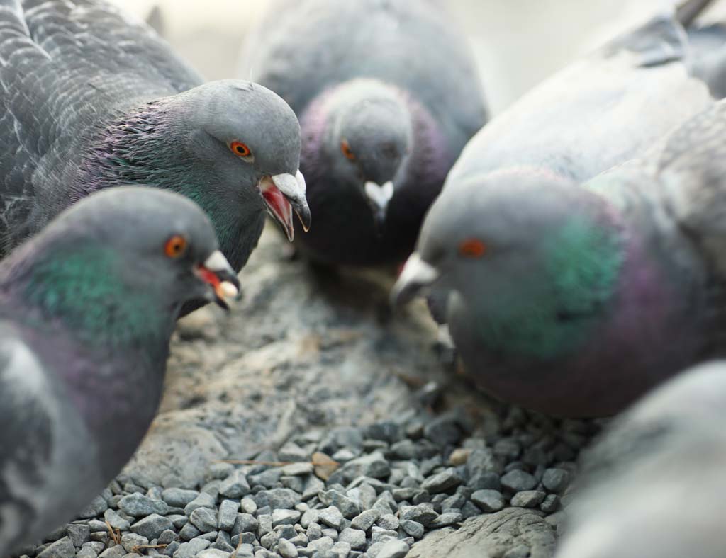 Foto, materieel, vrij, landschap, schilderstuk, bevoorraden foto,De kwestie van de huiselijke duif, Dove, , , Kwestie