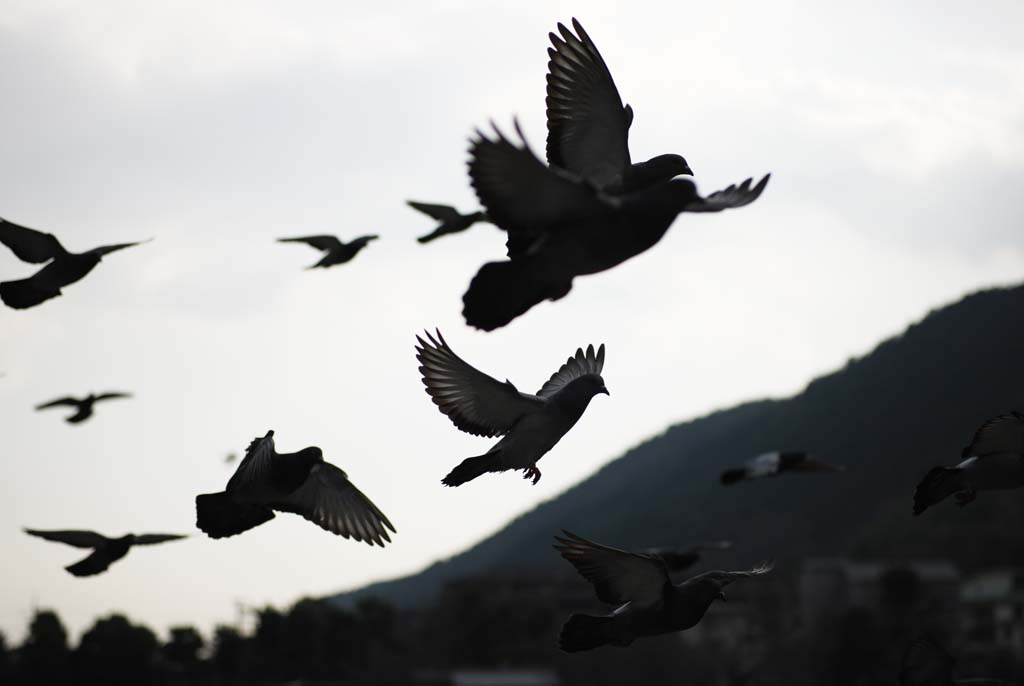 foto,tela,gratis,paisaje,fotografa,idea,El vuelo de la paloma nacional, Paloma, , , Ala