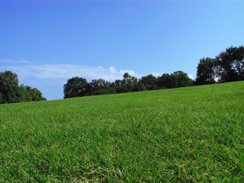 Foto, materiell, befreit, Landschaft, Bild, hat Foto auf Lager,Wiese in einem feinen Herbsttag, Rasen, blauer Himmel, Baum, 