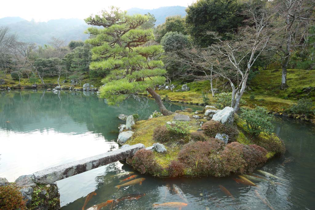 photo,material,free,landscape,picture,stock photo,Creative Commons,Tenryu-ji garden, Chaitya, pond, world heritage, Sagano