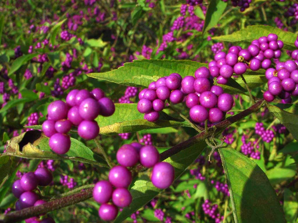 Foto, materieel, vrij, landschap, schilderstuk, bevoorraden foto,Purper in de herfst, Bes, , , 