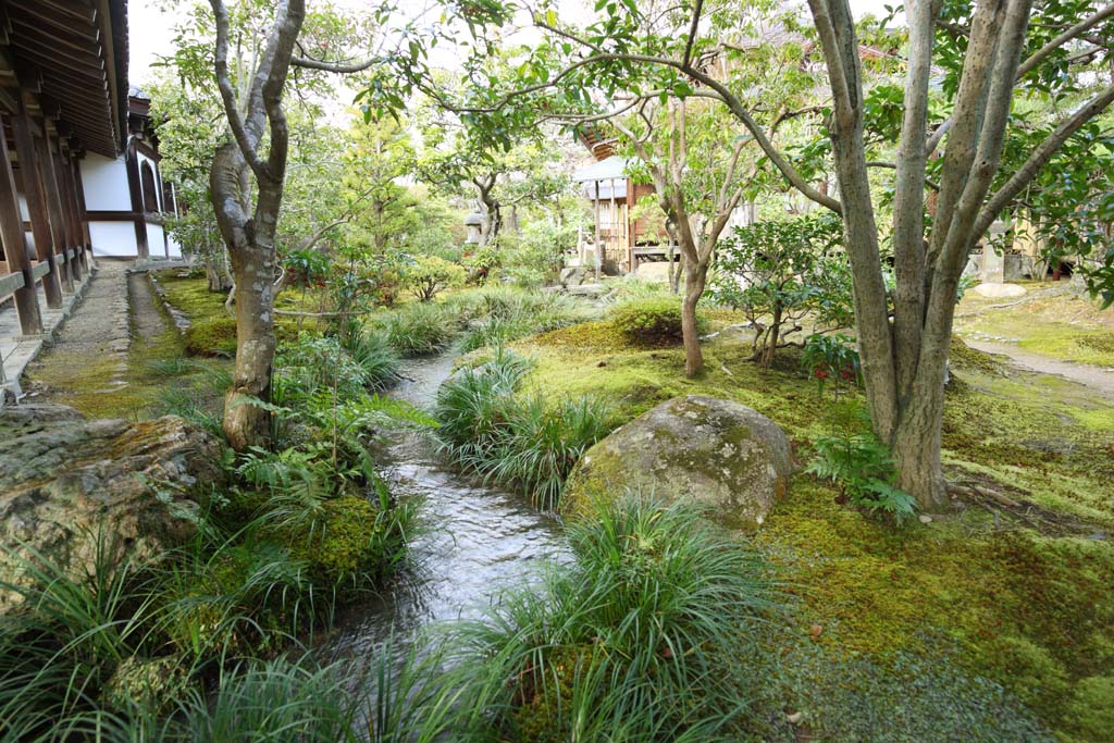 photo,material,free,landscape,picture,stock photo,Creative Commons,Tenryu-ji garden, Chaitya, brook, world heritage, Sagano