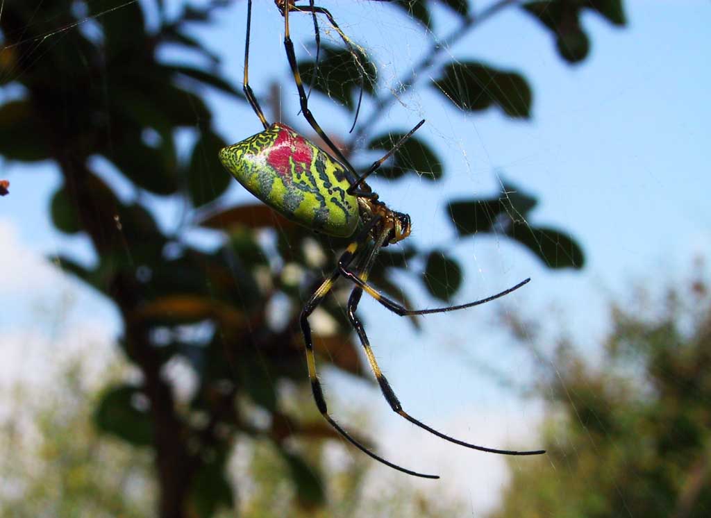 Foto, materiell, befreit, Landschaft, Bild, hat Foto auf Lager,Eine Spinne, Spinne, Spinnennetz, , 