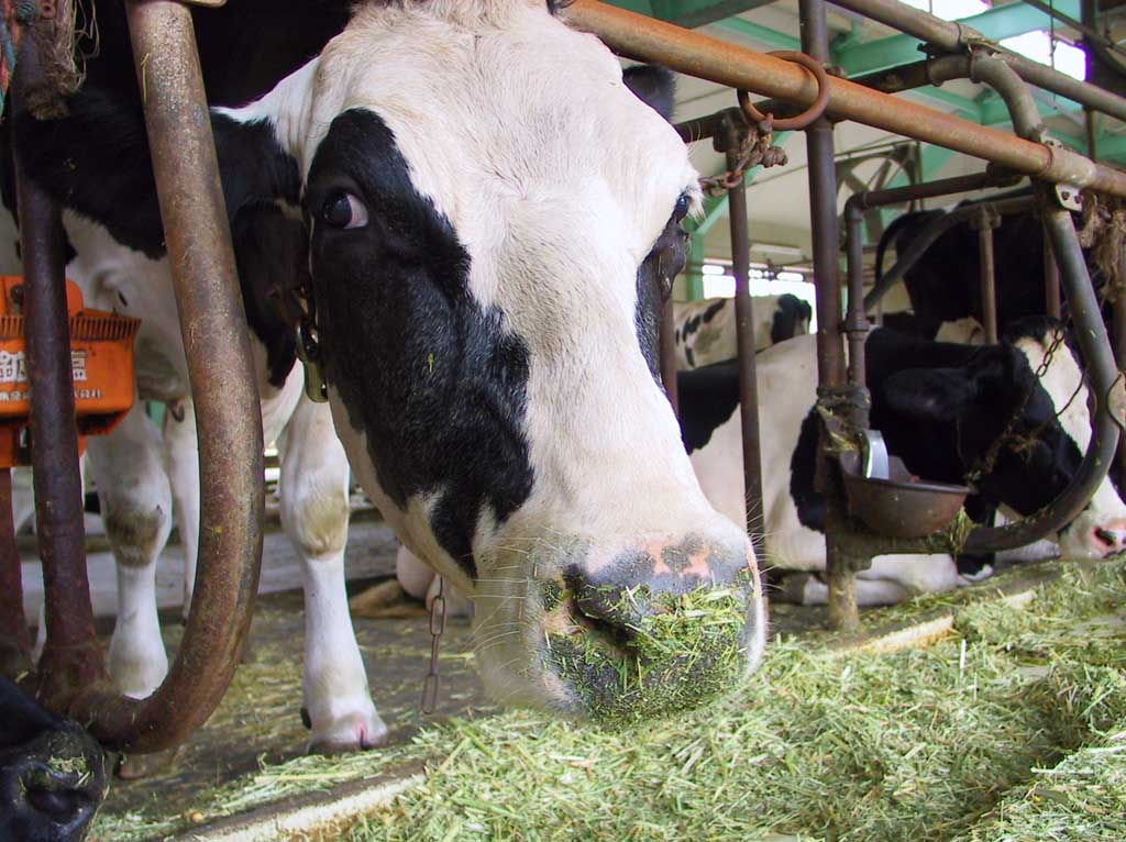 fotografia, material, livra, ajardine, imagine, proveja fotografia,Vacas comendo, Holstein, forragem, casa de vaca, 