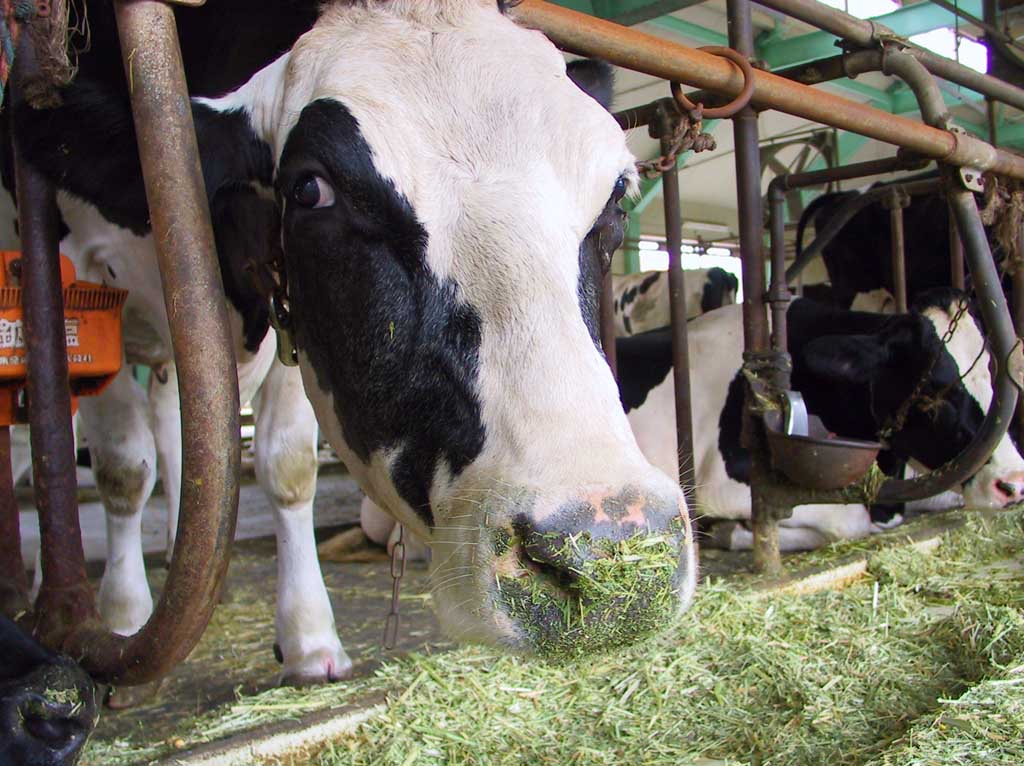 Foto, materieel, vrij, landschap, schilderstuk, bevoorraden foto,Etende koeienen, Holstein, Stalvoer, Koe huis, 