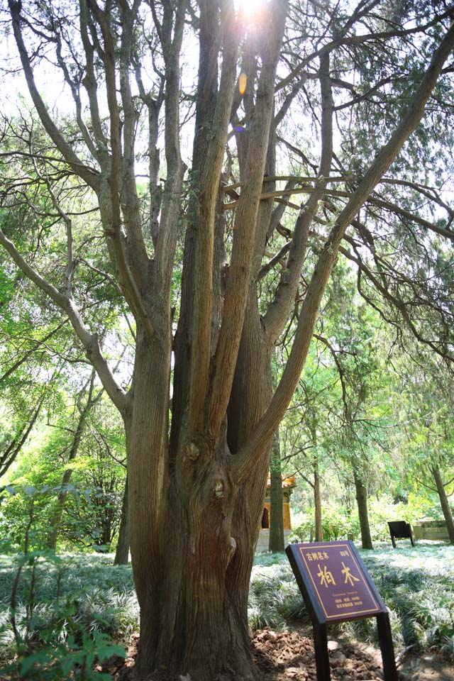 photo,material,free,landscape,picture,stock photo,Creative Commons,Ming Xiaoling Mausoleum Kashiwagi, Ramifications, The bark, Furuki, choice wood