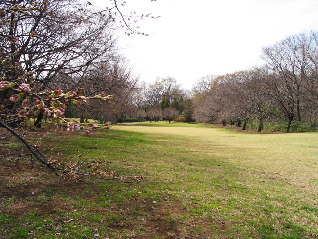 fotografia, materiale, libero il panorama, dipinga, fotografia di scorta,Parco primaverile, luce del sole, giallo, , 