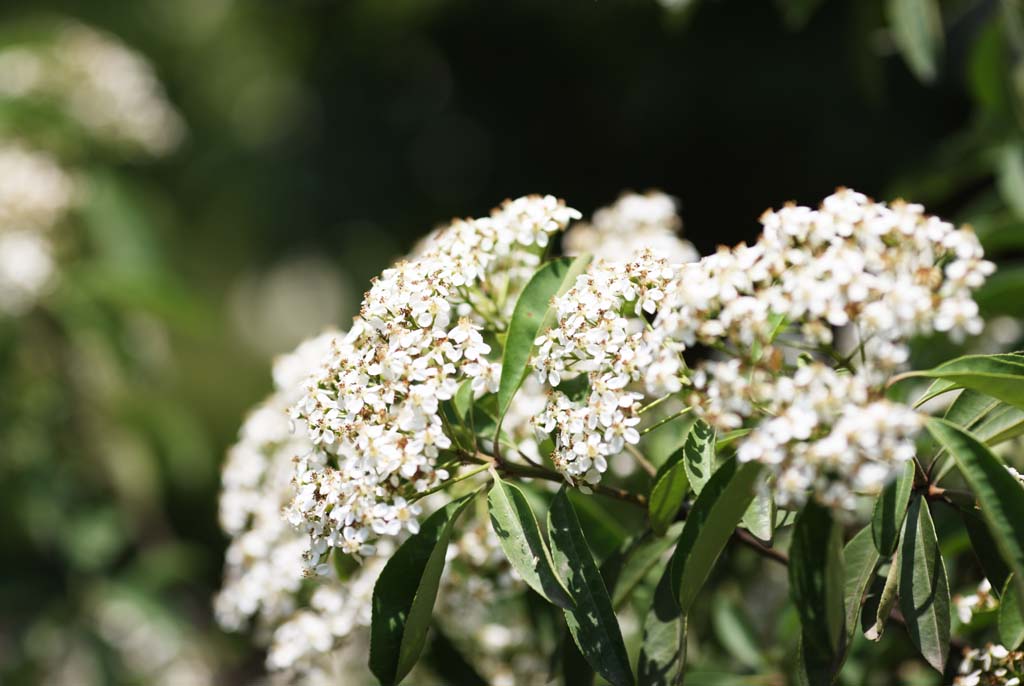 photo,material,free,landscape,picture,stock photo,Creative Commons,The flower that Ming Xiaoling Mausoleum is white, petal, , stamen, I crowd and bloom