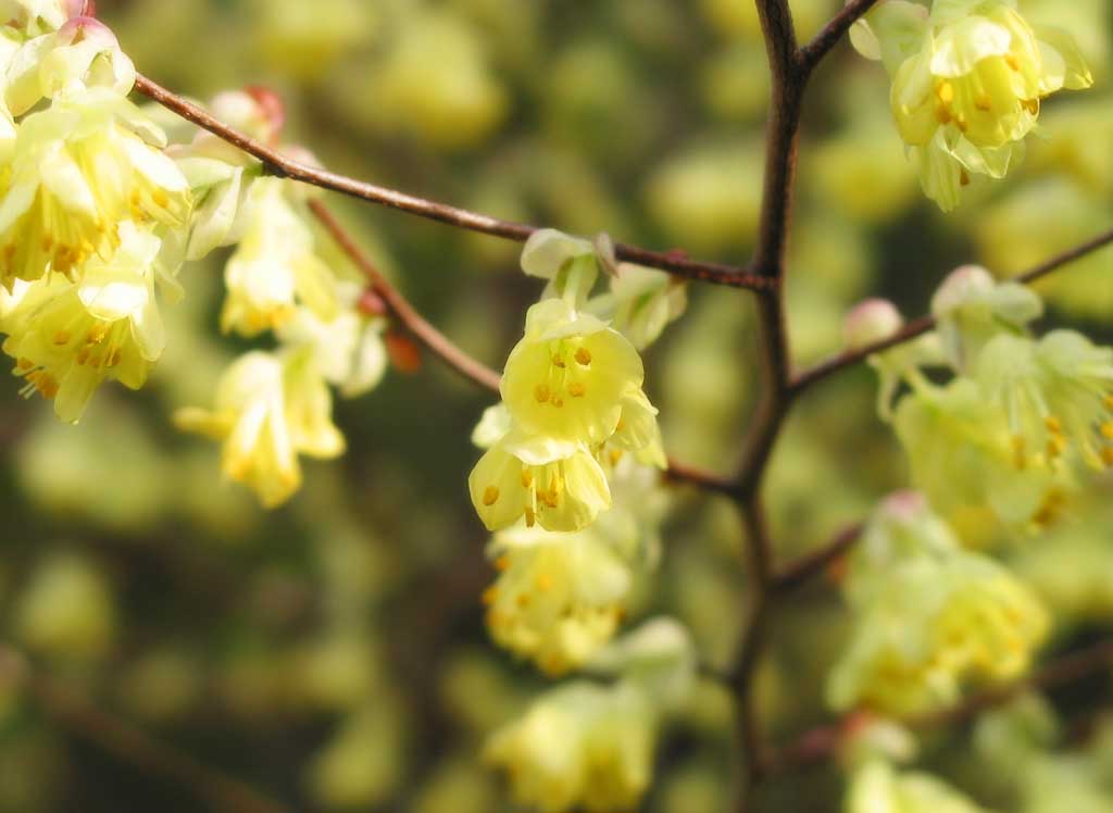 Foto, materiell, befreit, Landschaft, Bild, hat Foto auf Lager,Butterblumenwinterhaselnussstrauch, Gelb, Frhling, , 