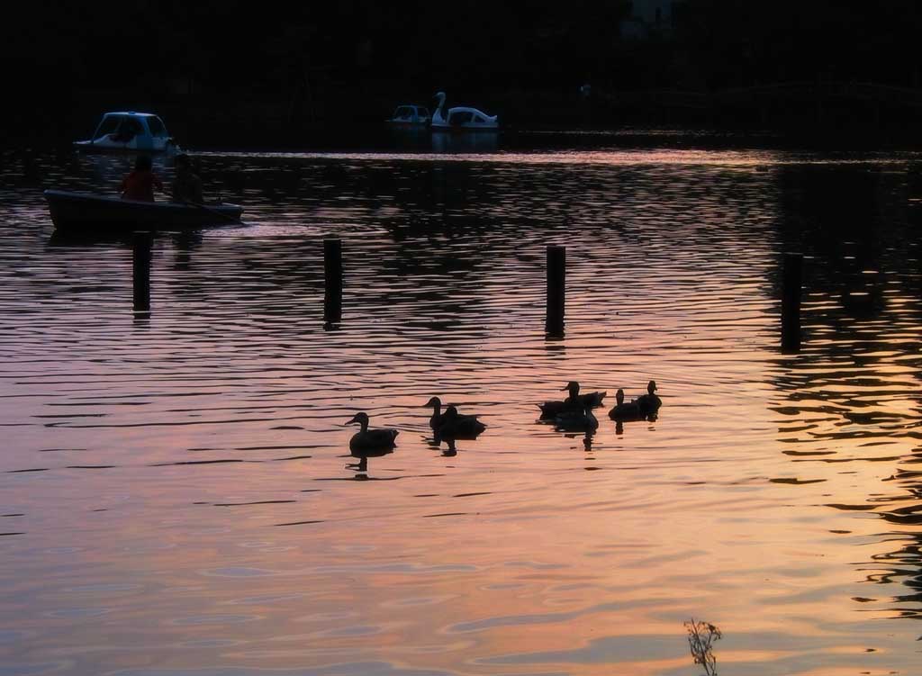 Foto, materiell, befreit, Landschaft, Bild, hat Foto auf Lager,Enten bei Sonnenuntergang, Ente, rosa, Teich, 