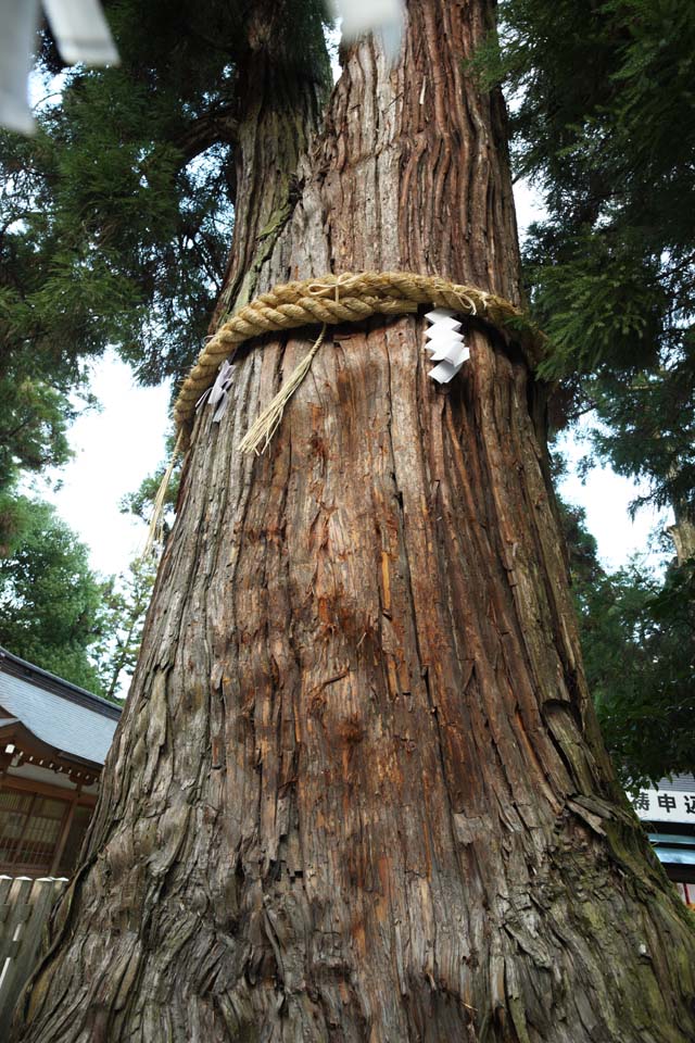 photo,material,free,landscape,picture,stock photo,Creative Commons,God cedar of Omiwa shrine, Shinto straw festoon, paper appendix, Precincts, snake