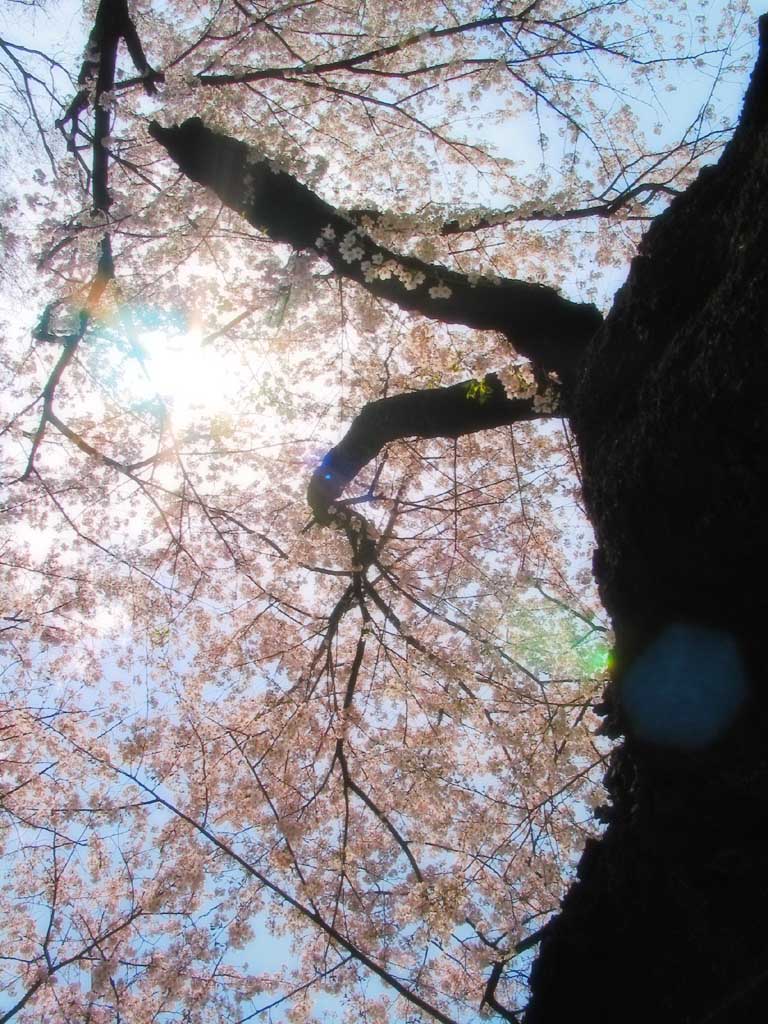 foto,tela,gratis,paisaje,fotografa,idea,Techo de corolas., Flor de cerezo, Rosado, Cielo azul, Rama