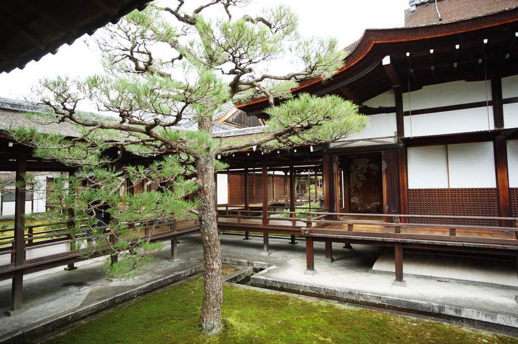 photo, la matire, libre, amnage, dcrivez, photo de la rserve,Devant de la jambe-repaire de temple Ninna-ji, pin, Pice du Japonais-style, Btiment du Japonais-style, passage couvert btiments de connexion