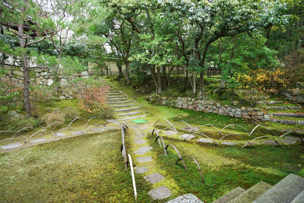 fotografia, materiale, libero il panorama, dipinga, fotografia di scorta,Anima di Tempio di Ninna-ji Akira, Muschio, prenda a sassate scalinata, Il marciapiede, Passeggiata