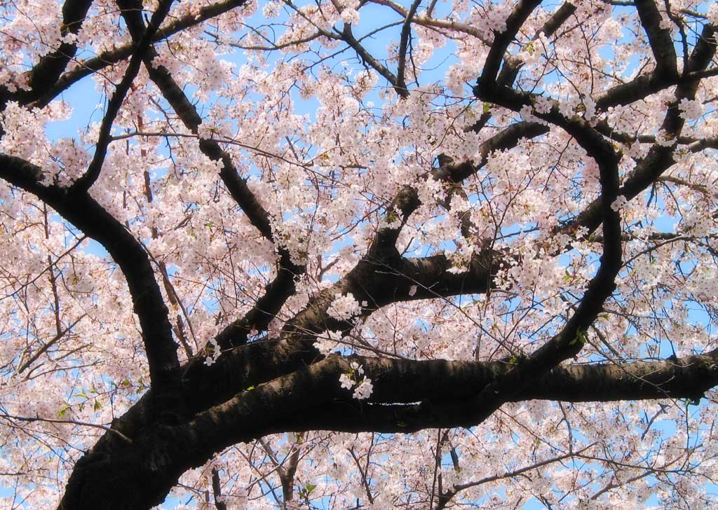 fotografia, materiale, libero il panorama, dipinga, fotografia di scorta,Errantemente rami crescenti, fiore ciliegio, garofano, cielo blu, ramo