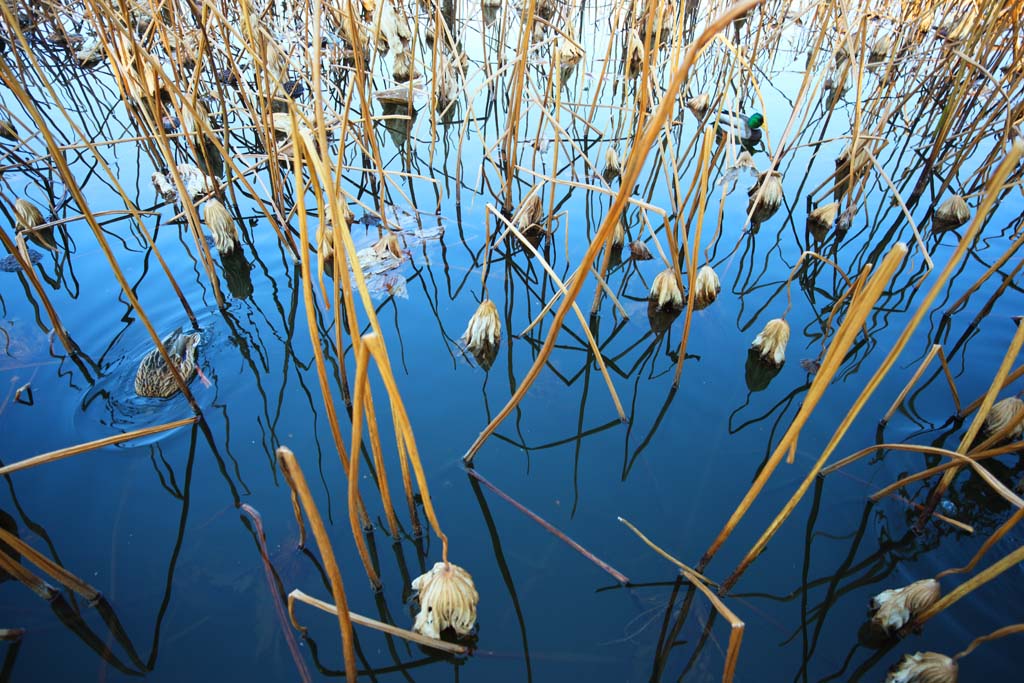 photo, la matire, libre, amnage, dcrivez, photo de la rserve,La tristesse du lotus, feuille morte, Bleu, canard, Tristesse vide