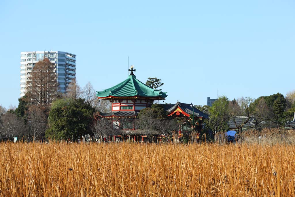 Foto, materieel, vrij, landschap, schilderstuk, bevoorraden foto,Shinobazunoike vrouw van de opperhoofd zen-preutsste tempel, Chaitya, Sarasvati, De Amagai bisschop, De Yanaka Seven Deities van Veel Geluk