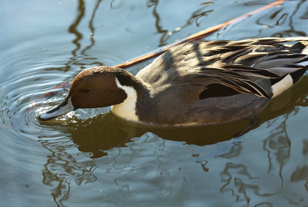 Foto, materiell, befreit, Landschaft, Bild, hat Foto auf Lager,Eine Ente, Ente, , , Wasservogel