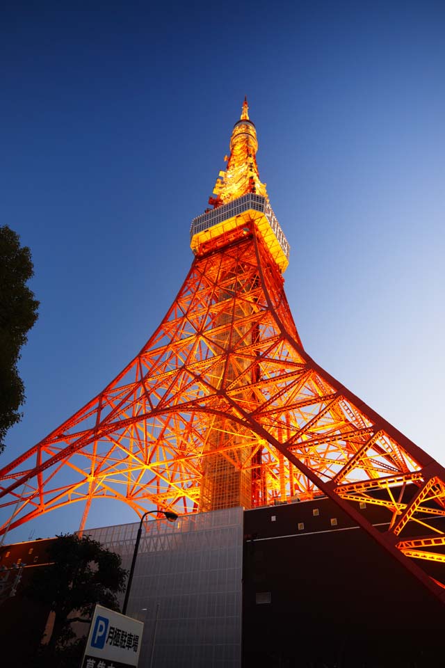 foto,tela,gratis,paisaje,fotografa,idea,Tokyo Tower, Coleccin torre de ola elctrica, Lo enciendo, Una antena, Un observatorio