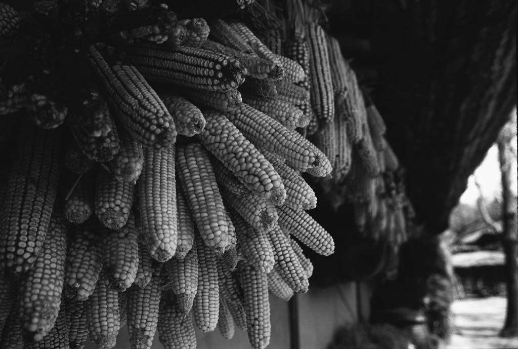 fotografia, materiale, libero il panorama, dipinga, fotografia di scorta,I mais appesero sotto la grondaia, cibo, , , 