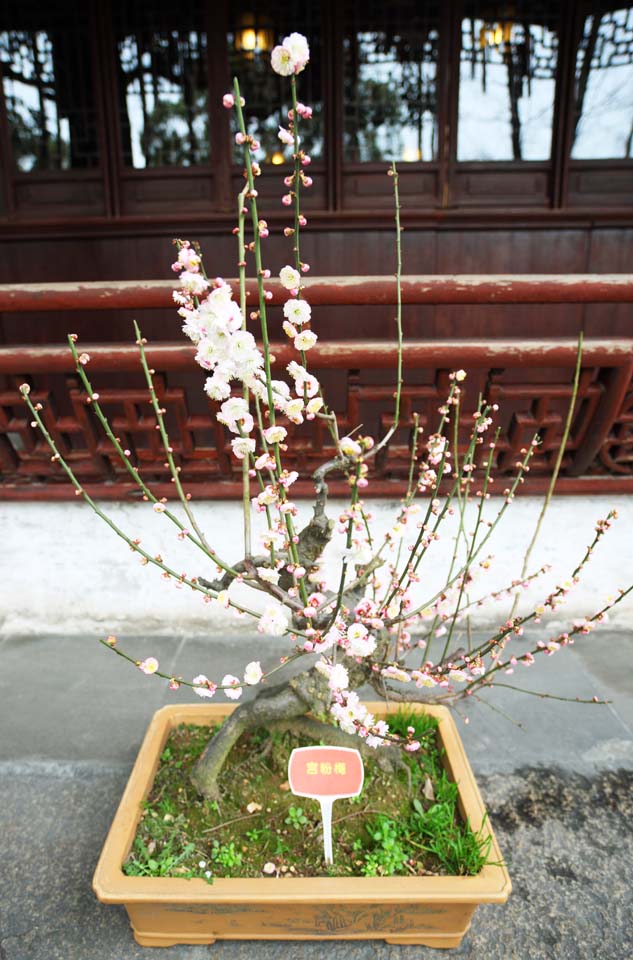 Foto, materiell, befreit, Landschaft, Bild, hat Foto auf Lager,Die Blume der Yuyuan Garden-Pflaume, Joss Hausgarten, , Weg des Zweiges, Bonsai