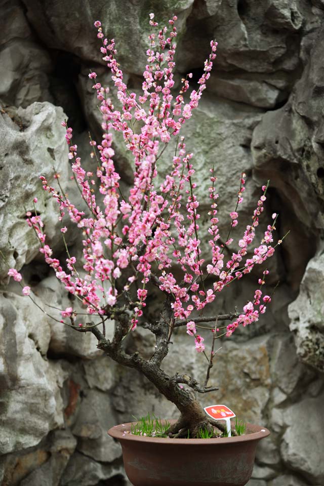 fotografia, materiale, libero il panorama, dipinga, fotografia di scorta,Il fiore della susina di Giardino di Yuyuan, Joss si trova giardino, , modo di ramo, bonsai