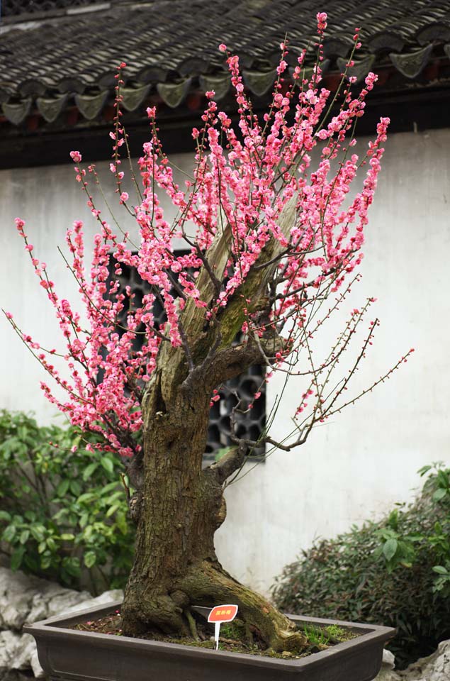 Foto, materiell, befreit, Landschaft, Bild, hat Foto auf Lager,Die Blume der Yuyuan Garden-Pflaume, Joss Hausgarten, , Weg des Zweiges, Bonsai