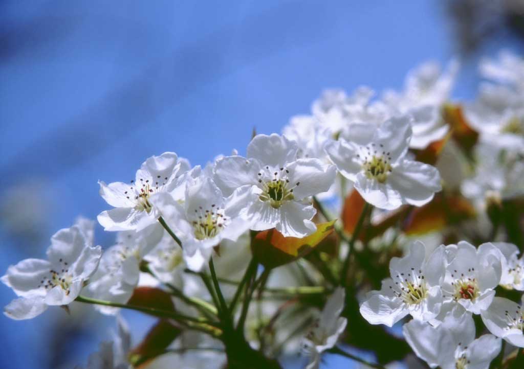 fotografia, material, livra, ajardine, imagine, proveja fotografia,Cereja floresce na Coria, branco, flor de cereja, , 
