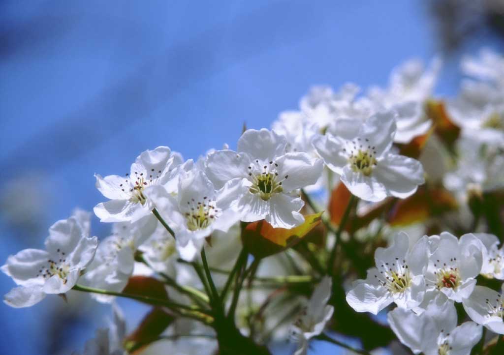 Foto, materiell, befreit, Landschaft, Bild, hat Foto auf Lager,Cherry blht in Korea, wei, Kirschenblte, , 