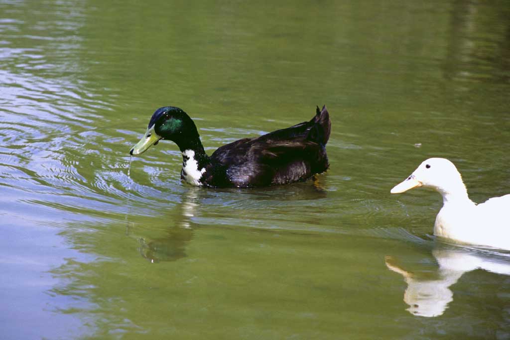 photo,material,free,landscape,picture,stock photo,Creative Commons,Ducks in Korea, duck, pond, , 