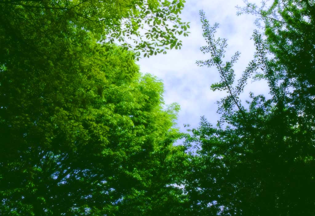 photo,material,free,landscape,picture,stock photo,Creative Commons,Tender green and the sky, green, blue sky, , 