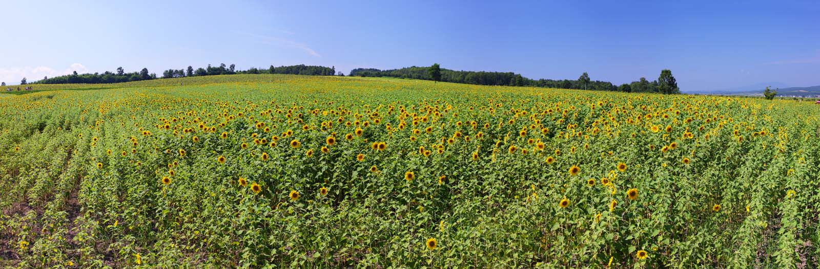 photo,material,free,landscape,picture,stock photo,Creative Commons,The sunflower of the one side, sunflower, Full bloom, blue sky, natural scene or object which adds poetic charm to the season of the summer