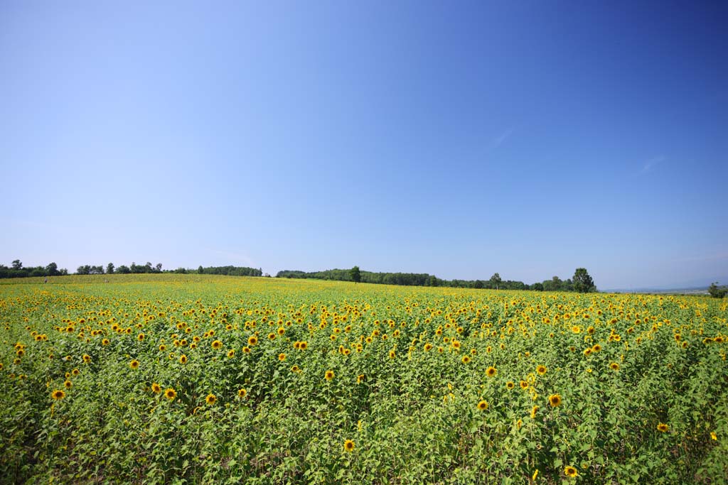 fotografia, materiale, libero il panorama, dipinga, fotografia di scorta,Il girasole del lato del uno, girasole, Pieno fiore, cielo blu, la naturale scena od oggetto che aggiungono fascino poetico alla stagione dell'estate