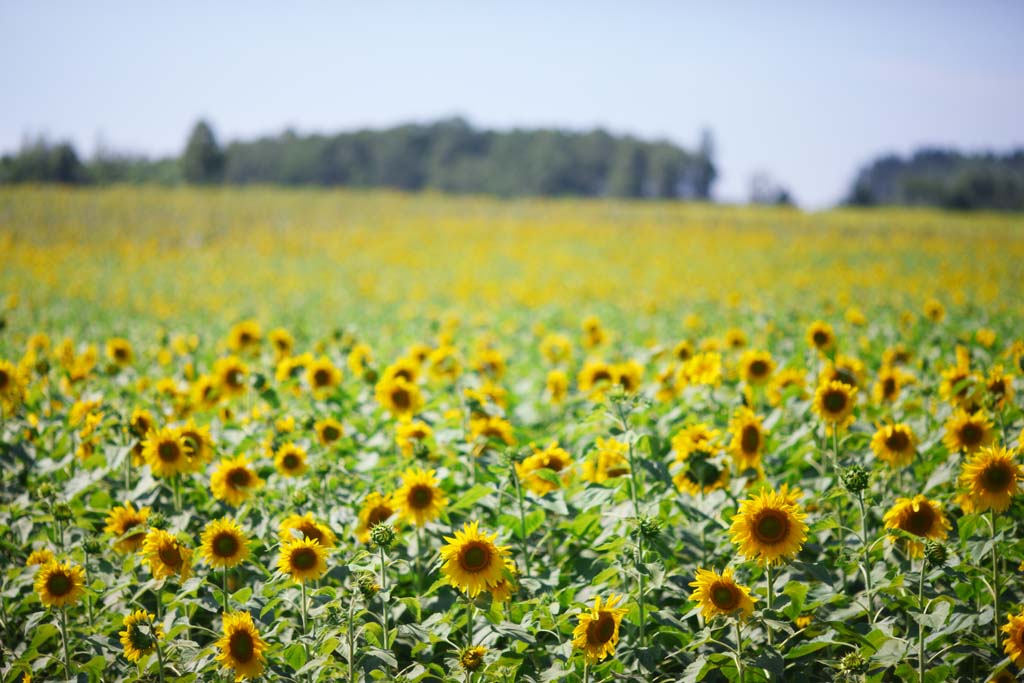 photo, la matire, libre, amnage, dcrivez, photo de la rserve,Le tournesol de celui ct, tournesol, Fleur pleine, ciel bleu, scne naturelle ou objet qui ajoute le charme potique  la saison de l't