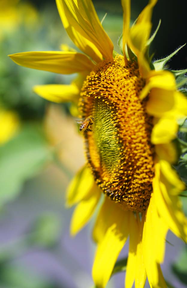 Foto, materiell, befreit, Landschaft, Bild, hat Foto auf Lager,Eine Sonnenblume und eine Biene, Sonnenblume, Volle Blte, Gelb, natrliche Szene oder Gegenstand, der poetischen Charme der Jahreszeit des Sommers hinzufgt