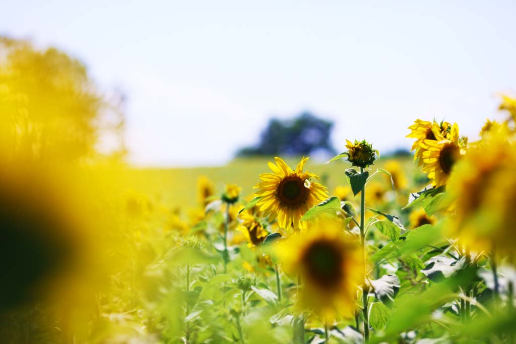 fotografia, materiale, libero il panorama, dipinga, fotografia di scorta,Il girasole del lato del uno, girasole, Pieno fiore, cielo blu, la naturale scena od oggetto che aggiungono fascino poetico alla stagione dell'estate