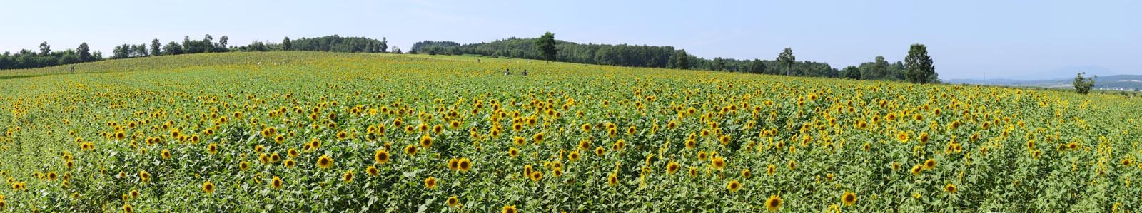 foto,tela,gratis,paisaje,fotografa,idea,El girasol del un equipo, Girasol, Flor lleno, Cielo azul, Lugar natural o centro que aaden el encanto potico a la estacin del verano