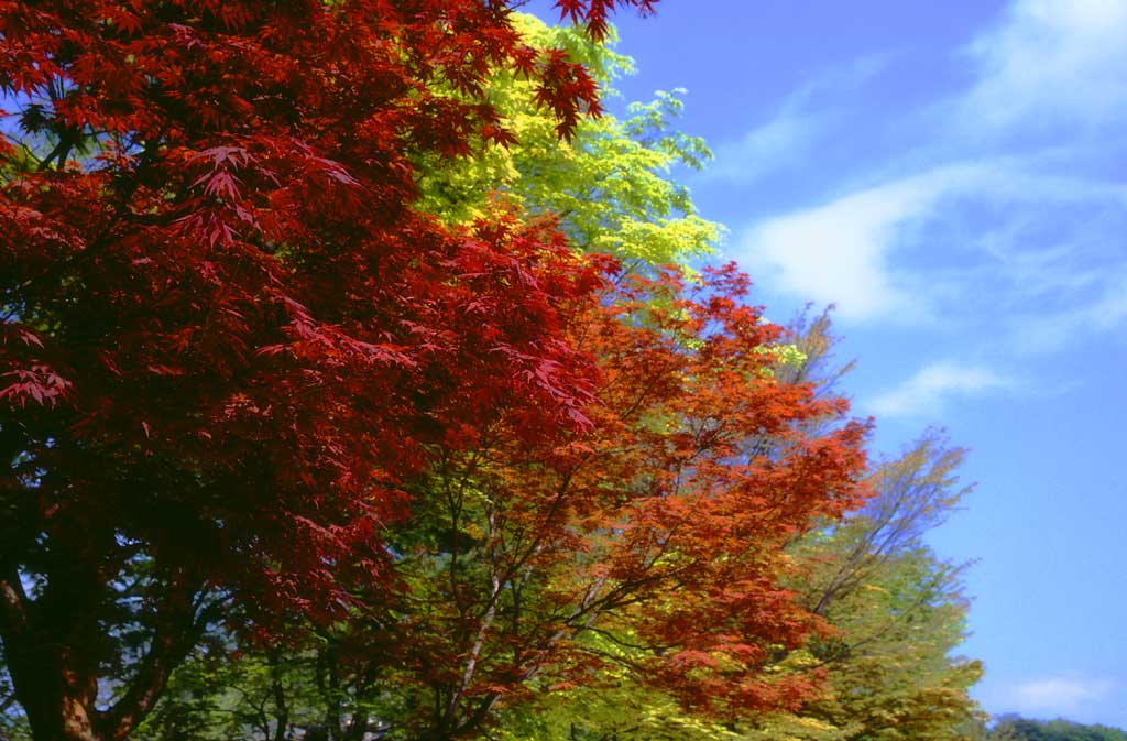 Foto, materiell, befreit, Landschaft, Bild, hat Foto auf Lager,Rote Bltter und junge grne Bltter, Herbst geht, blauer Himmel, , 