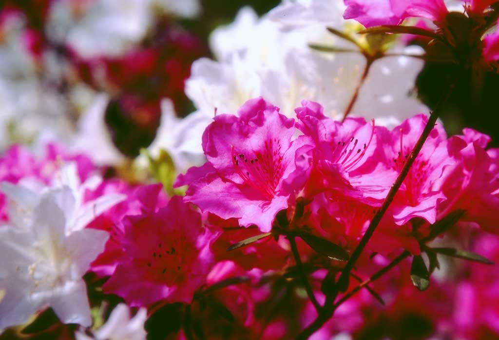 Foto, materieel, vrij, landschap, schilderstuk, bevoorraden foto,Witte en rode azalea bloemen, Azalea, Rood, , 