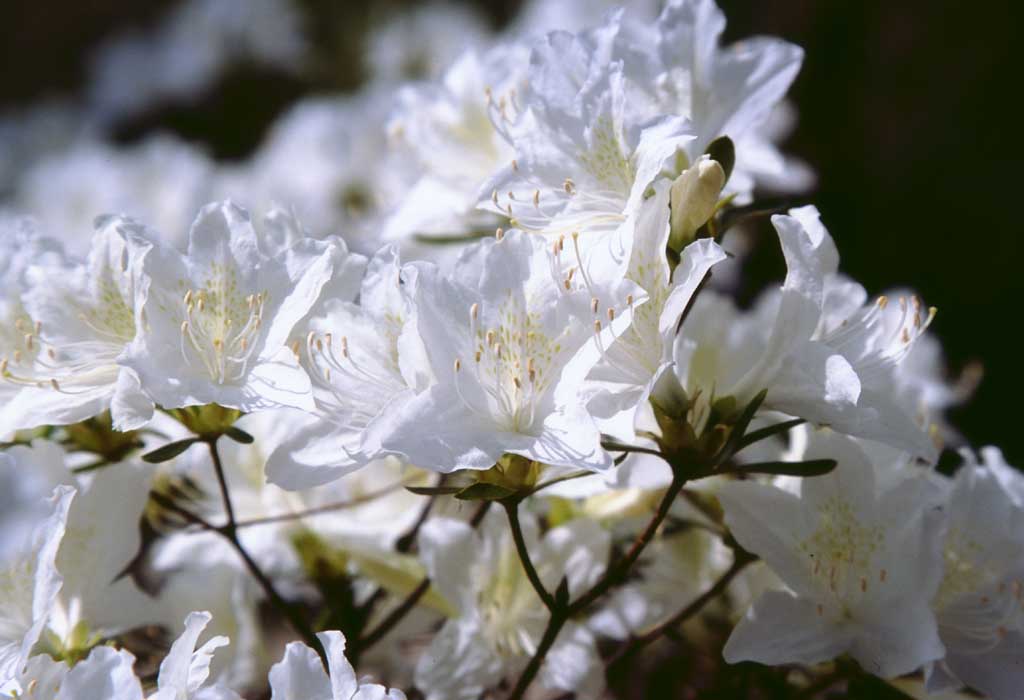 foto,tela,gratis,paisaje,fotografa,idea,Azaleas blancas, Azalea, Blanco, , 