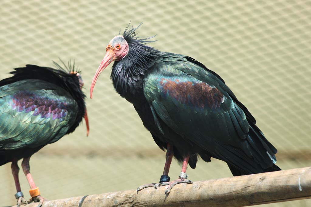 , , , , ,  .,-   crested ibis,  , Waldrapp, crow , Baldness