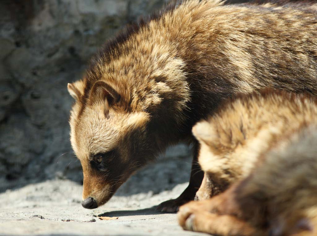 photo,material,free,landscape,picture,stock photo,Creative Commons,Hondo raccoon dog , raccoon dog, , Mock death, I deceive you