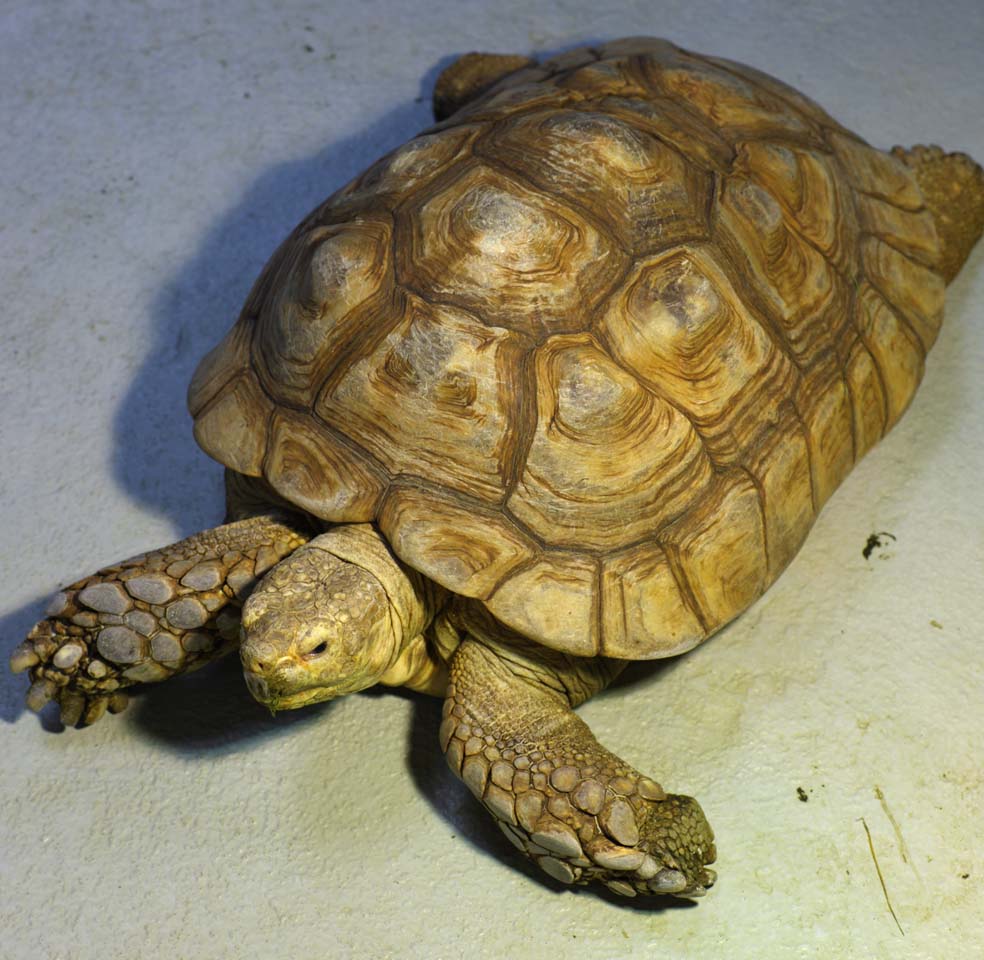 Foto, materieel, vrij, landschap, schilderstuk, bevoorraden foto,Afrikaan gespoord schildpad, Schildpad, Landschildpad, Schelp, 