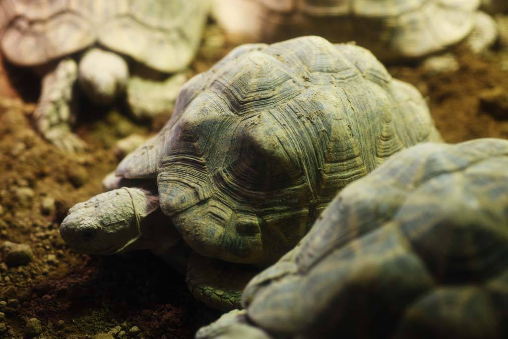 Foto, materieel, vrij, landschap, schilderstuk, bevoorraden foto,Indiase ster schildpad, Schildpad, Landschildpad, Schelp, 